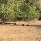 IMG_0780.jpeg