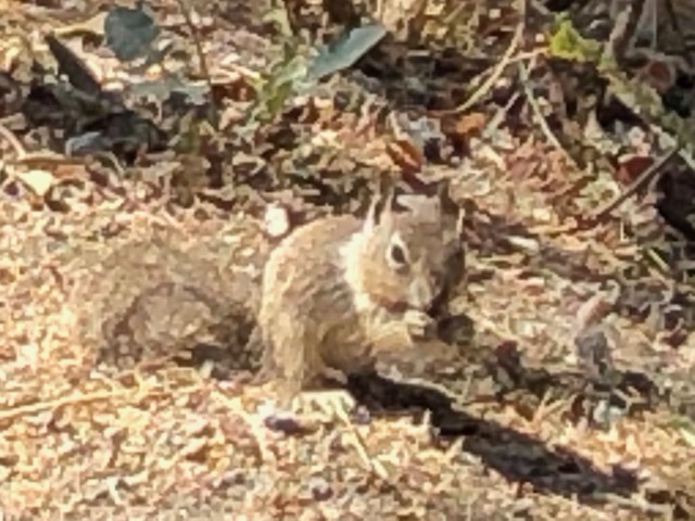 This is just a few yards from yesterday's predation event