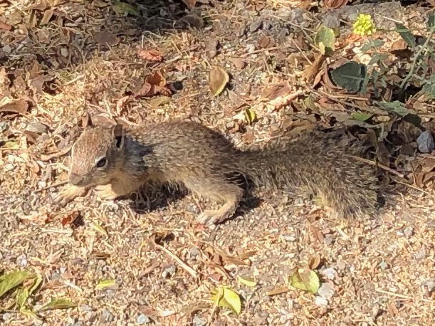 Given the squirrel's small size and location, I'd say it's a sibling of the one that was eaten