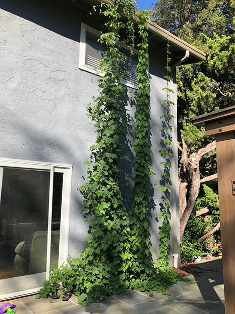 The Rohloffs have hops growing two stories tall!!