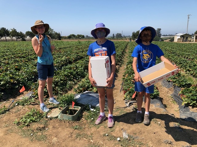 We went to Gizdich Ranch, outside Watsonville, to pick strawberries
