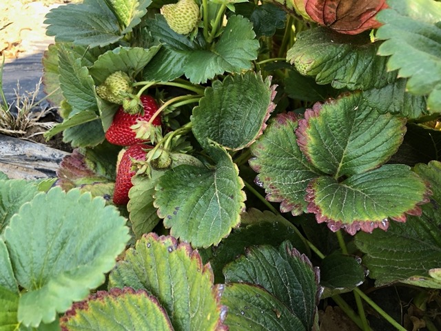 They were loaded with gorgeous berries