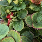 IMG_0817.jpeg