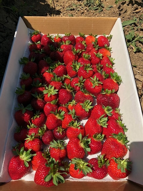 Flat of strawberries that we picked