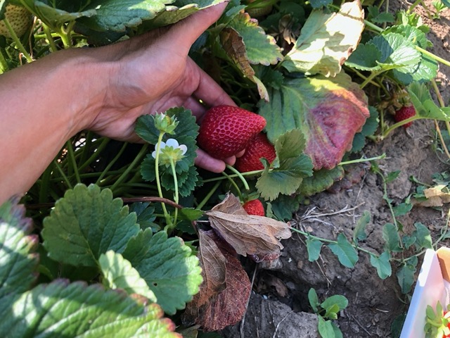 Another beautiful strawberry