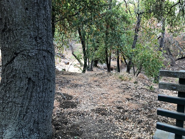 A coyote between the trees!