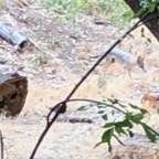 IMG_0867.jpeg