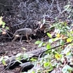 IMG_0868 (1).jpeg