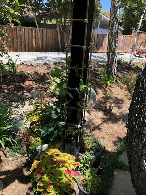 I started training the morning glory up the new bamboo trellis