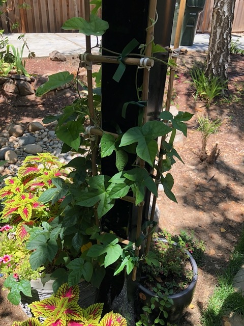 It is twining up the trellis (with guidance from me).  It's working!