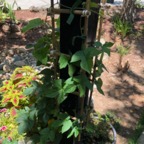 IMG_0887.jpeg