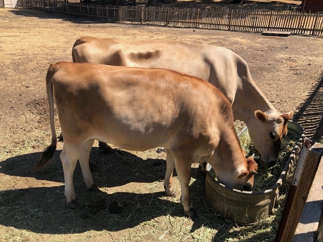 Jelly Bean (front) and Henrietta (back)