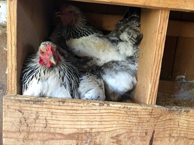 TWO chickens crammed into ONE nestbox