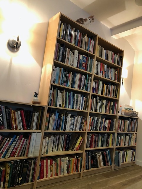 Omg Cricket made it to the top of the bookcase!