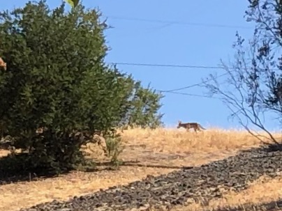 Zoomed in -- it's right on the ridge