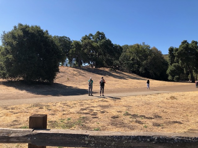 Another sighting of the coyote!  This time other people saw it too
