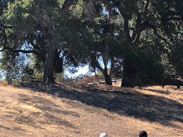It's in the center of the frame, under the trees