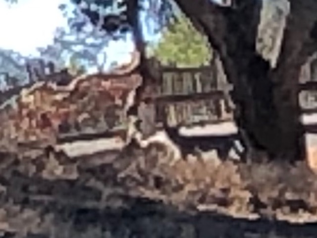 Closer view.  It's just to the left of the tree trunk