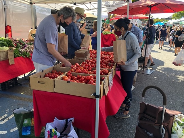 Groundswell is back with their amazing dry-farmed early girl tomatoes