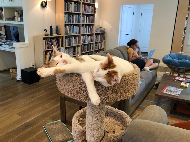 Gizmo joins her and flops over her