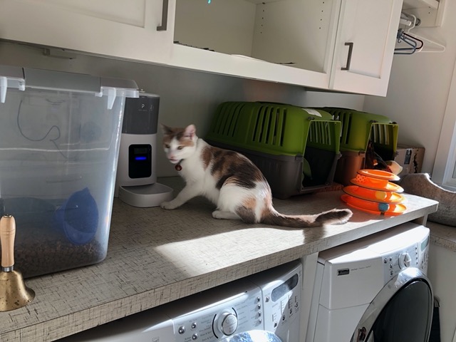 I got a second feeder so the cats would not compete