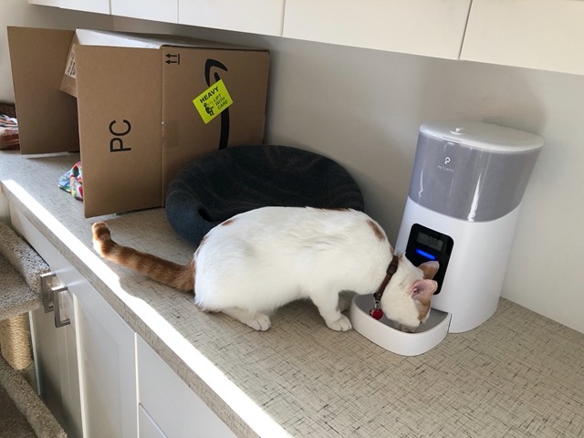 I offset the times by 10 seconds so Gizmo (dominant) would engage and Cricket would get the 2nd one