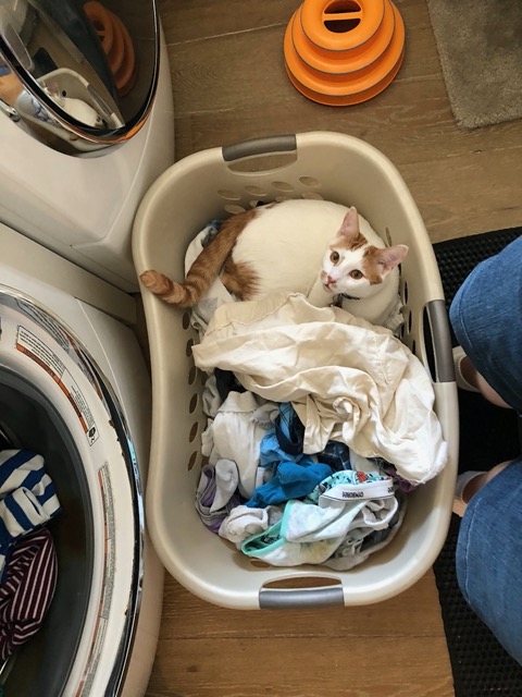 Gizmo in the laundry