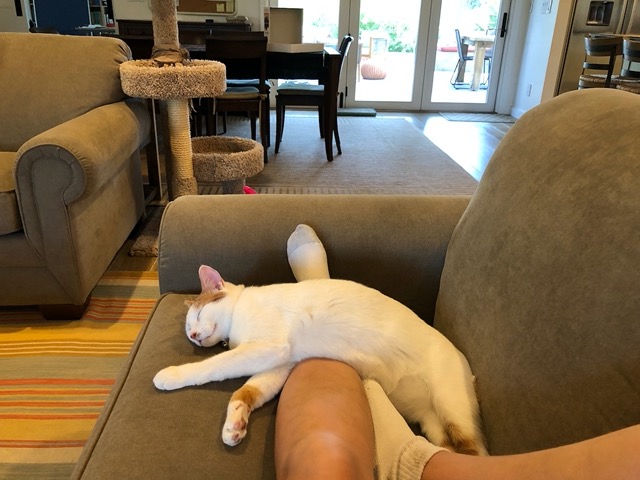 Gizmo snoozing over my leg.  Doesn't look very comfortable but he seems fine