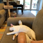 IMG_0965.jpeg