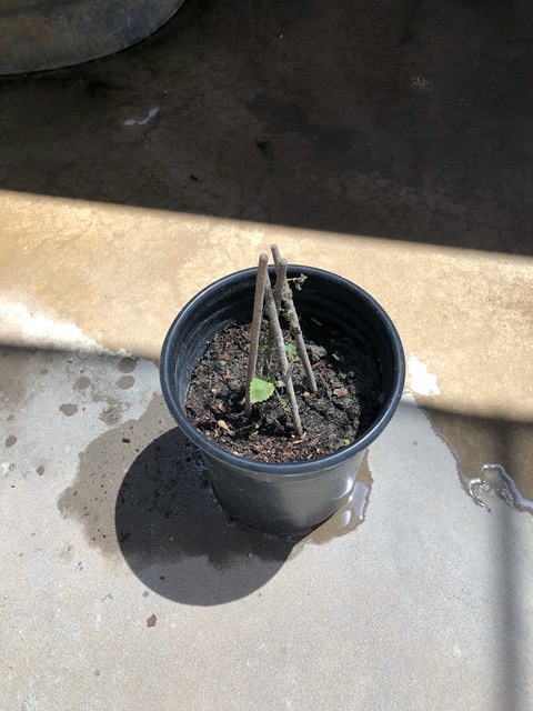 3rd hops plant, different vendor.  Scraggly, unthrifty. Planted, don't expect it to survive. Grr