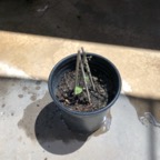 IMG_0978.jpeg