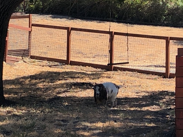 Frodo got out of his pasture!  He's grazing by the compost