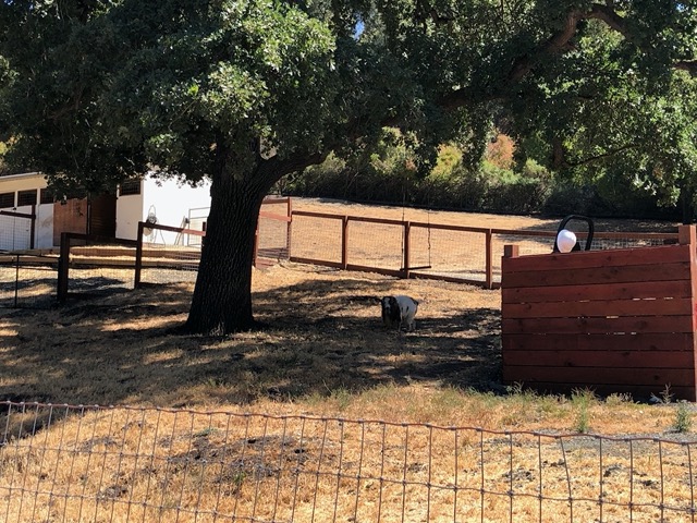 Not a huge surprise to find him here, this used to be his old pasture