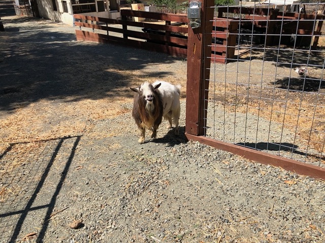 I coaxed him back in