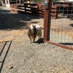 IMG_0986.jpeg