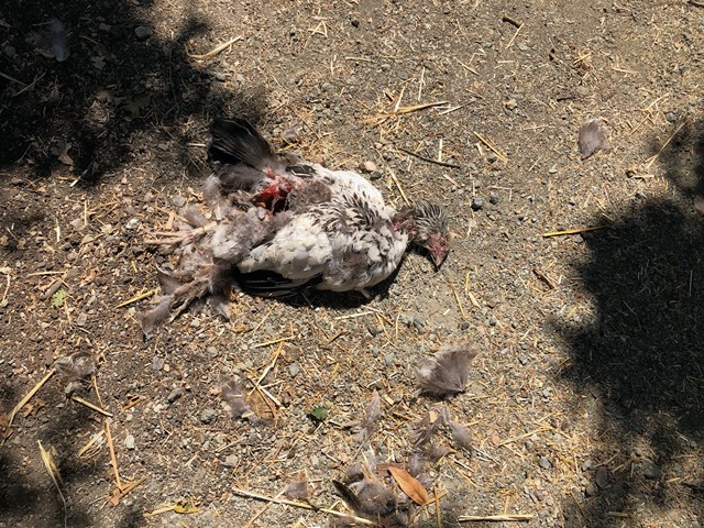 Hawk killed a chicken, left the carcass
