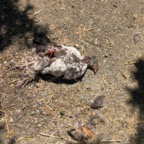 IMG_0984.jpeg