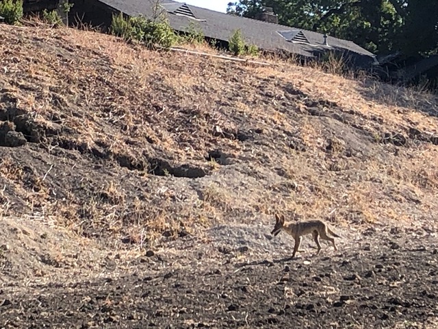 It trotted right at the base of this slope