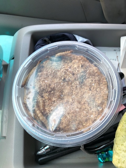 I got some giant mealworms for the chickens
