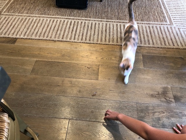 And also gave one to the cats