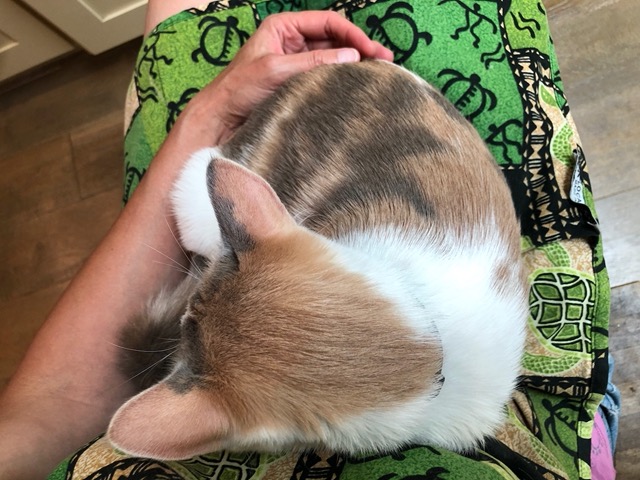 Cricket snoozing on my lap while I sit on the kitchen stool