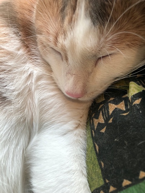 But the snuggle with our more reserved kitty is well worth it