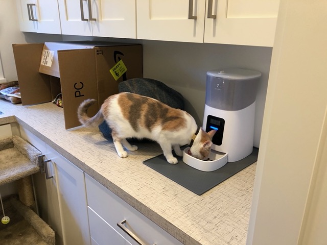 The cats are switching feeders, which is fine I guess