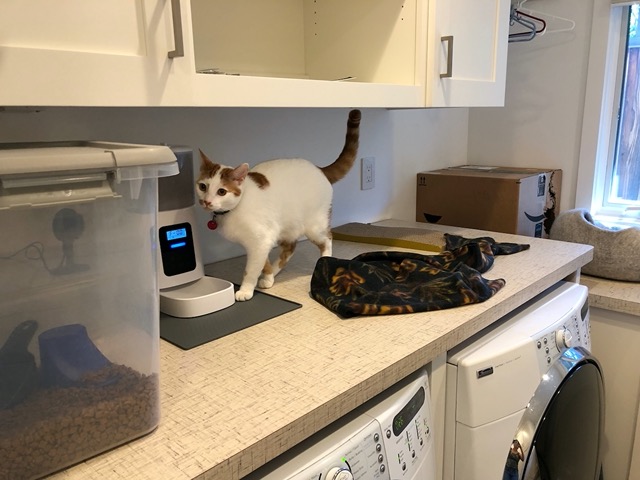 Gizmo checking out the left-hand feeder