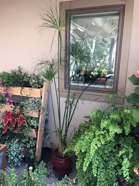 I moved the papyrus to the area outside Ellie and Owen's bathroom.  It's thriving