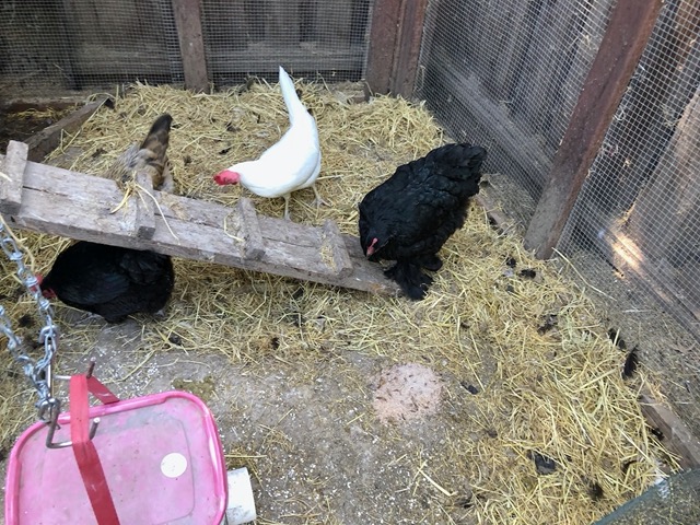 I gave the rest of the mealworms to the chickens