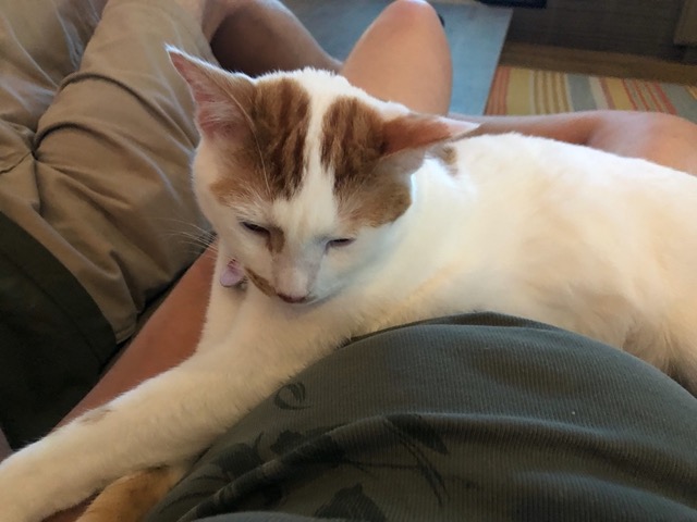 And last snuggle with the kitties