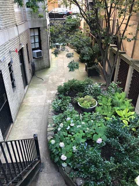 Below street level garden in Beacon Hill