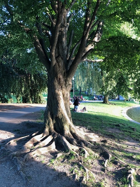 Cool tree