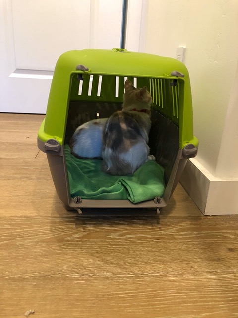 A half hour later, I removed the door to the carrier